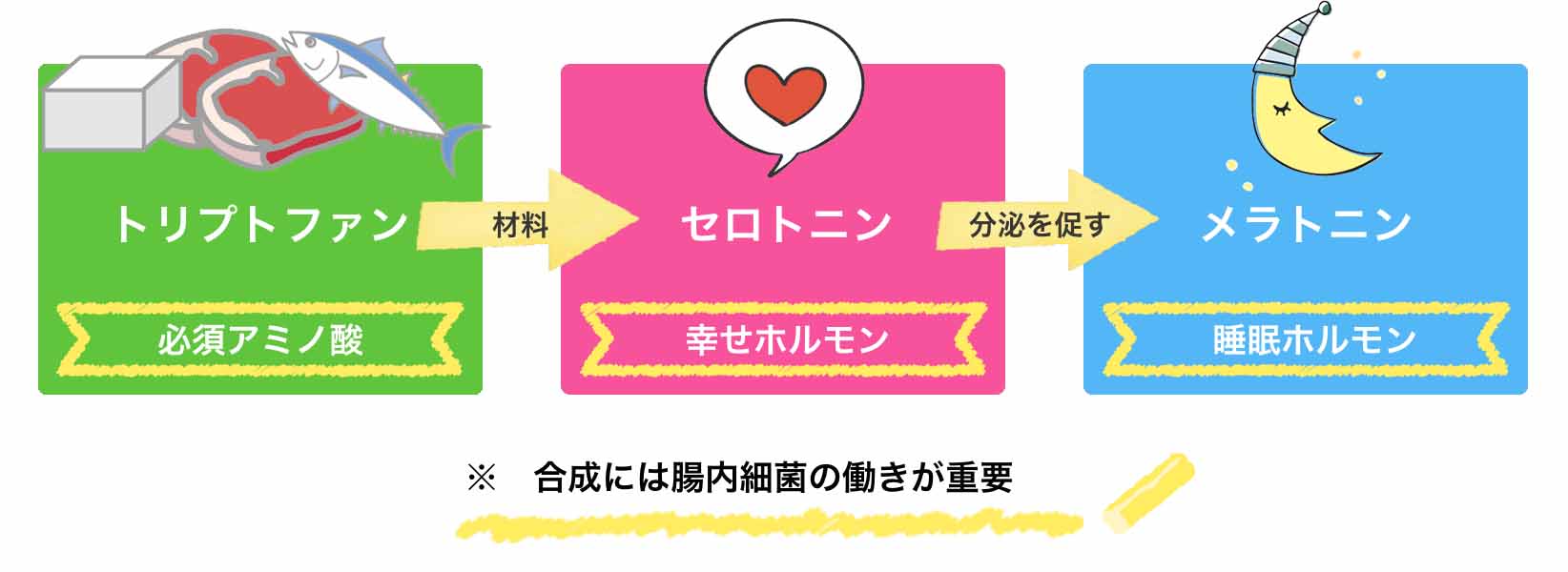 腸内細菌が関与するホルモンの合成